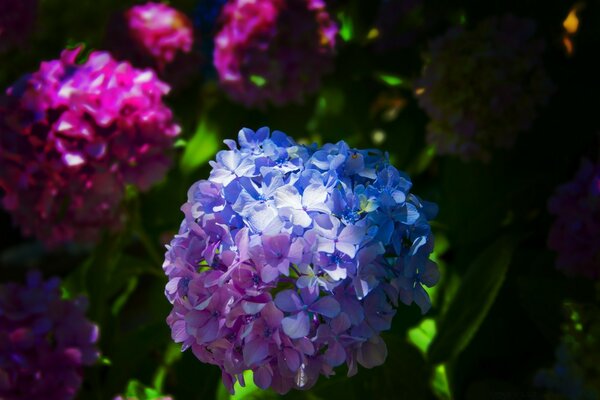 Wenn die Natur mit Blumen spielt