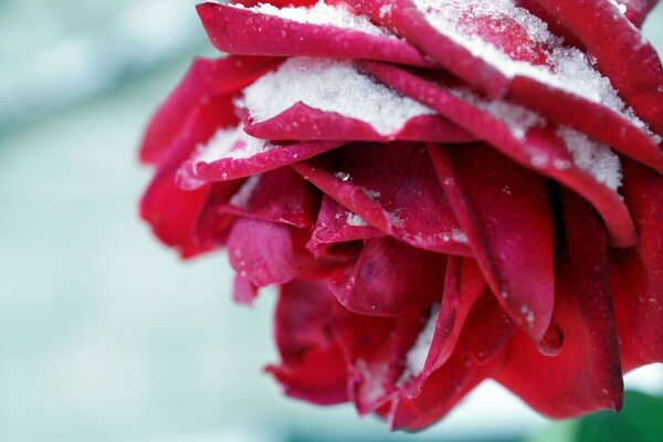 Fleur rouge saupoudrée de neige