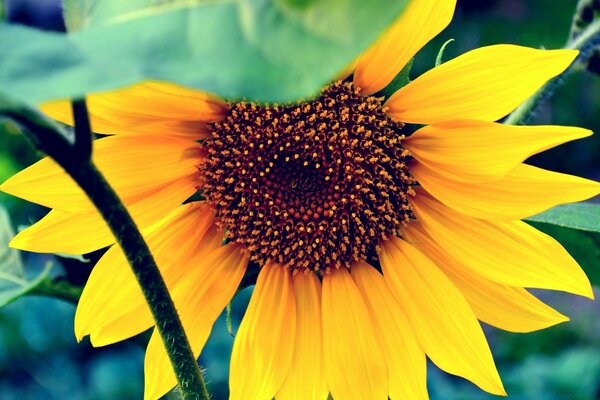 Tournesol. Photos lumineuses de fleurs d été