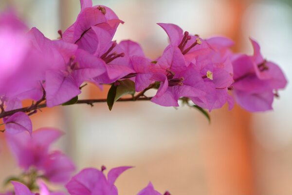 Branche d arbre avec des fleurs violettes