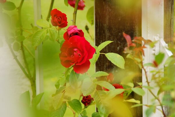 Fleur. Roses rouges. Nature