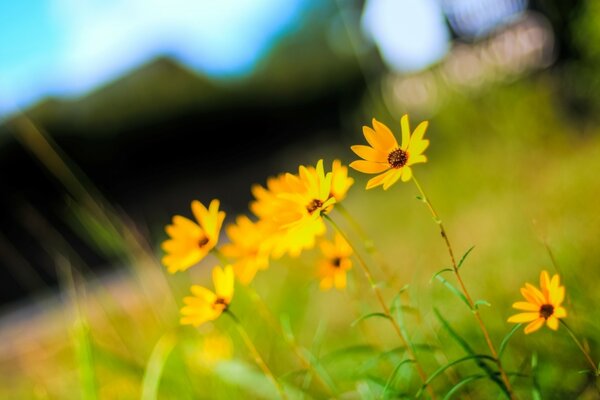 Sfondo sfocato e fiori di campo gialli