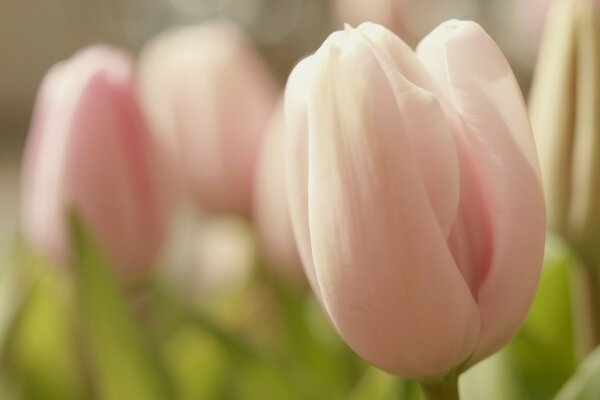 Pink tulip on a green meadow