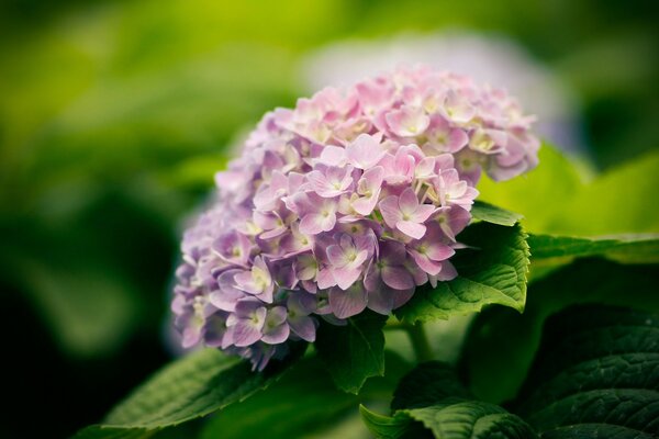 Fleurs roses. Beaucoup de verdure