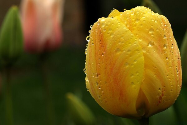 Yellow tulip in dew