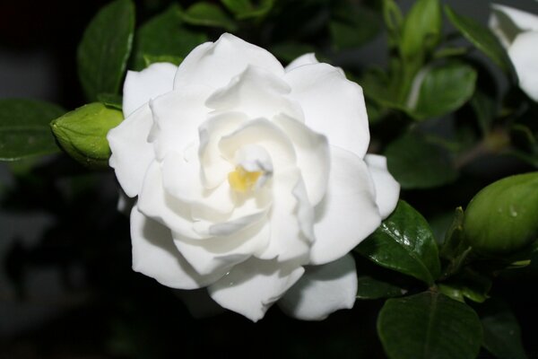 Capullo de rosa blanca. Flores para el Escritorio