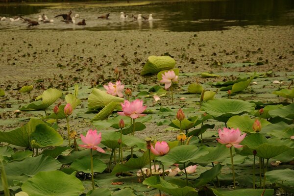 Ein wenig Lotus schmückt den grauen Alltag