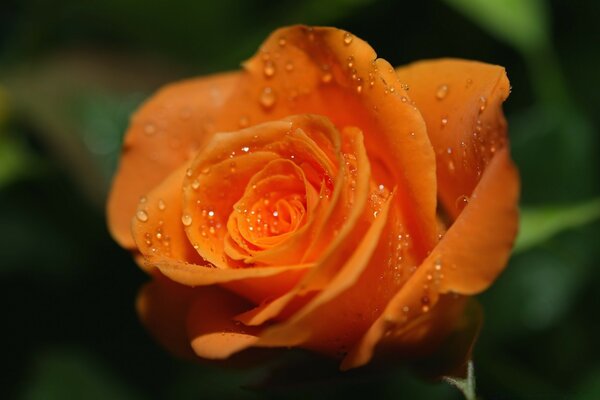 Flor fresca para la decoración del Escritorio