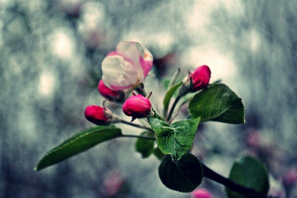 Pommier en fleurs sur fond flou