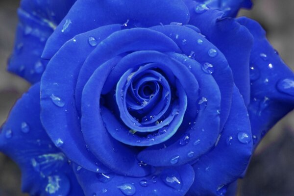 Painting with a blue rose with dew