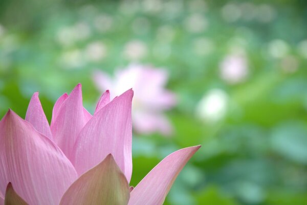 Delicate petals of a pink flower on a green background