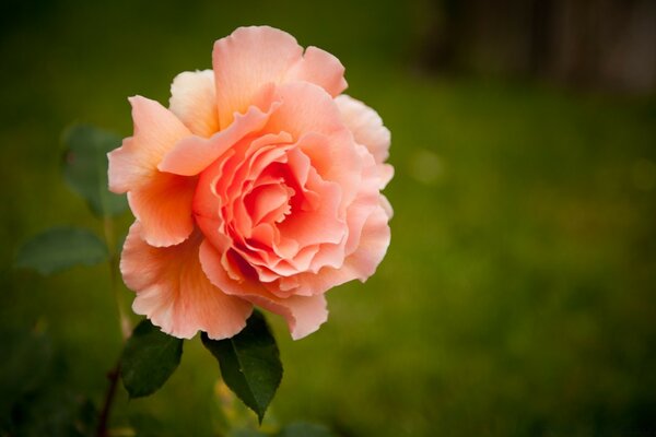 Pink rose on a green meadow