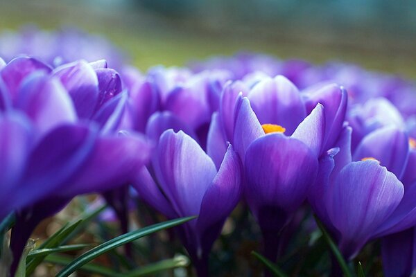 Nature - flora of flowers