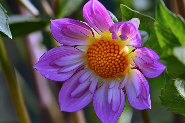 A bright pink flower with a yellow center