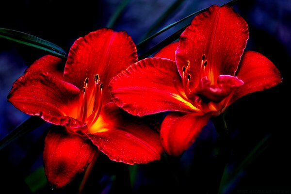 Flowers with scarlet leaves