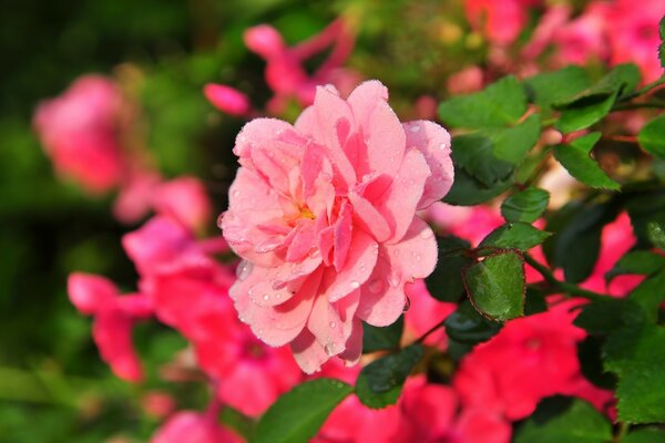 鲜花。 花。 花园。 植物区系