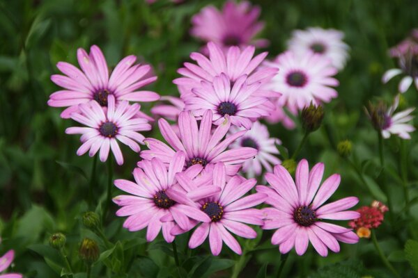 Pink flowers on green grass