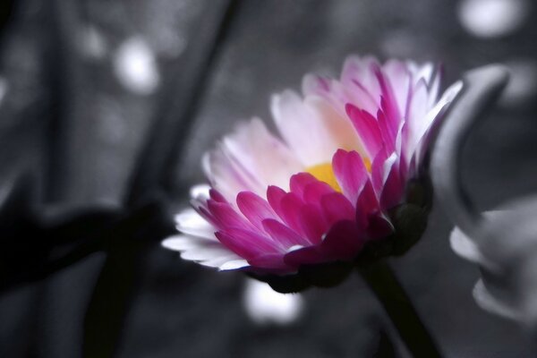 Pink flower blooming on monochrome background