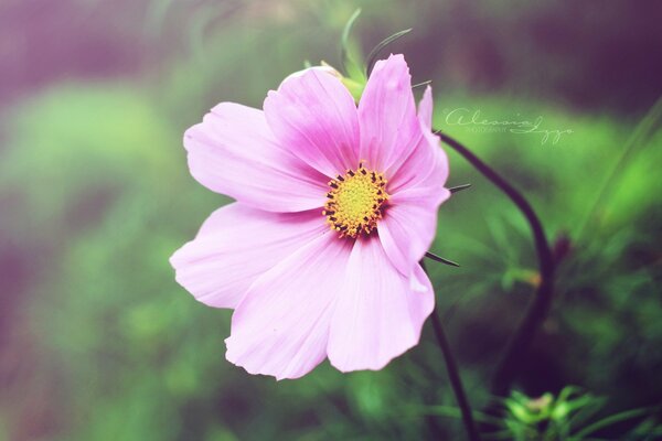 Flora de verano. flor púrpura