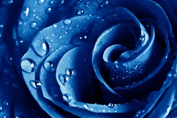 Blaue Rose mit Wassertropfen