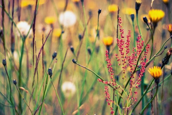 Feld mit Kräutern und Blumen