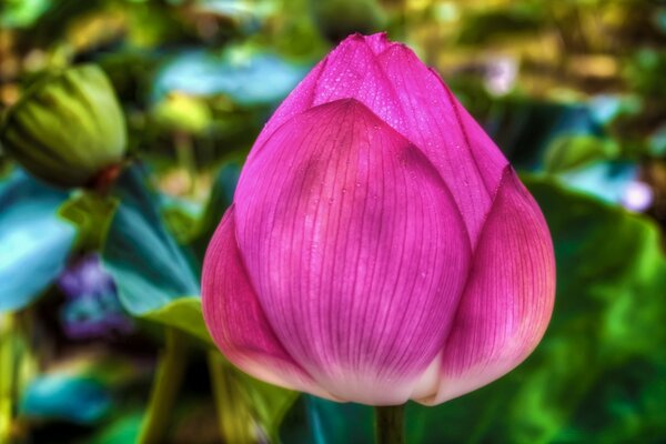 Beautiful pink flower pattern