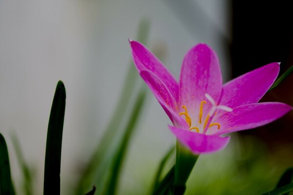 A blooming pink flower with grass