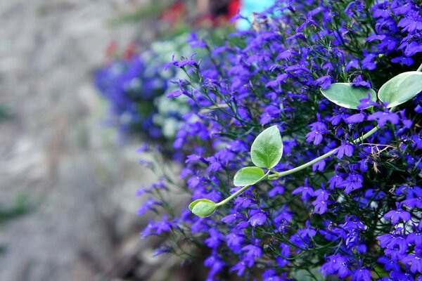 Piccoli fiori blu su uno sfondo di pietre