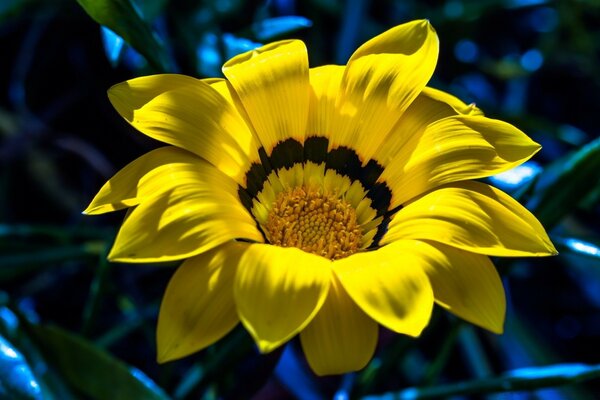 A large yellow flower on a blue background