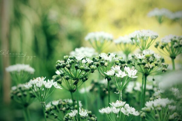 Las inflorescencias son blancas en tallos en la naturaleza