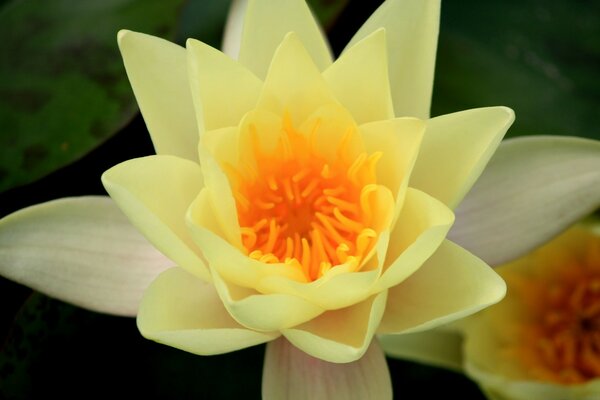 The lotus flower gives grace