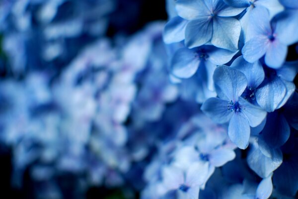 Blaue Blumen für eine geliebte Frau