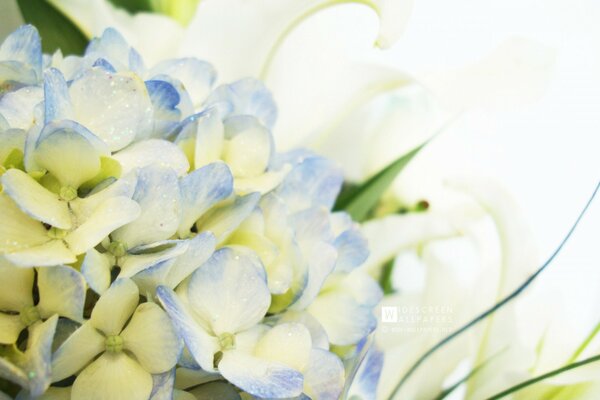 Bouquet de fleurs bleues délicates