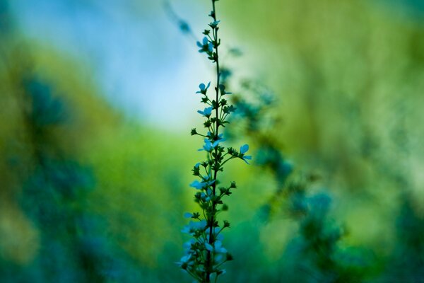 Blue flowers on a summer field