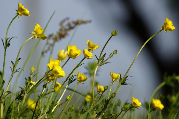 Gelbe Blüten sind, wenn es Sommer ist