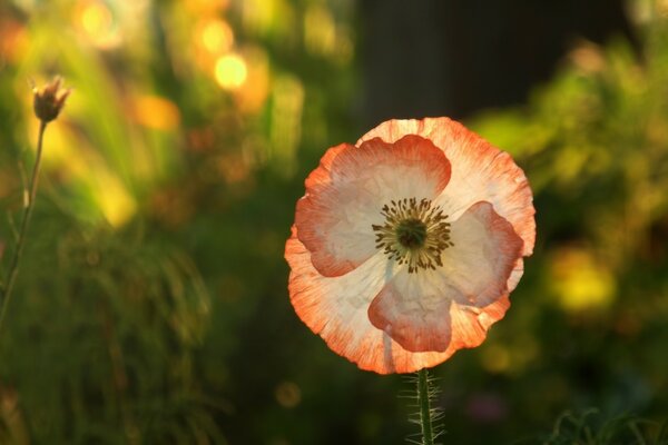 Feldmohn in der Sonne