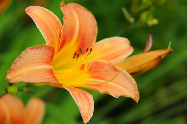 Orange blossoming lily on a green background