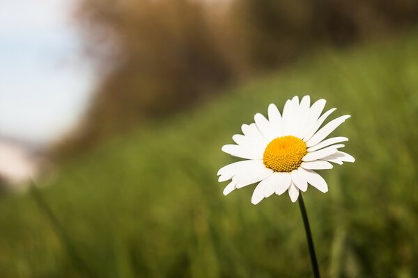 White chamomile on a background of blurred grass