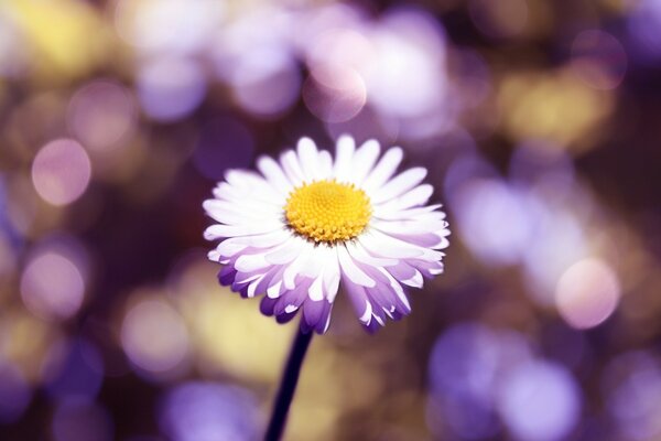 Marguerite blanche sur fond de lumières floues