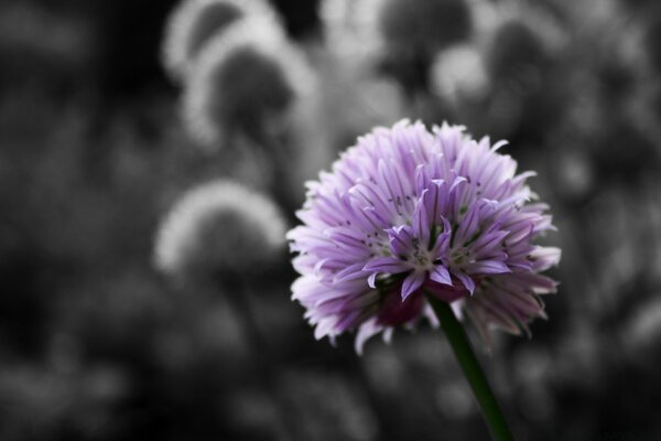 Flor roxa em fundo preto e branco