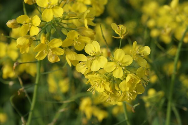 Flores silvestres de cor amarela