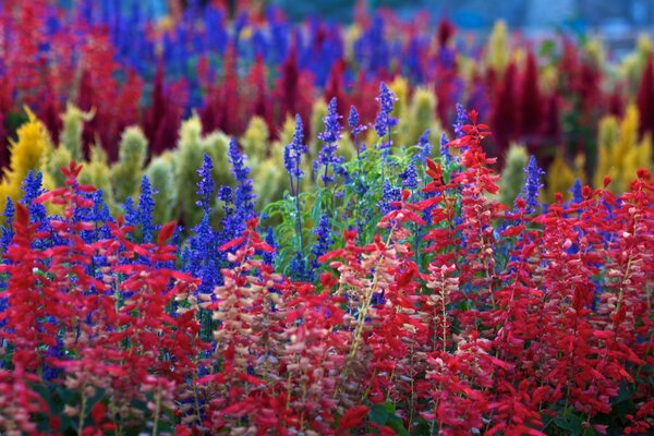 Fleurs multicolores sur un champ multicolore