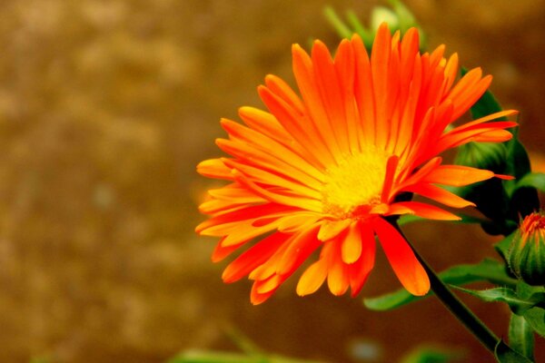 Flores de color naranja para el protector de pantalla de Escritorio