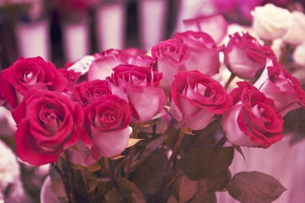 Pink roses are a symbol of love