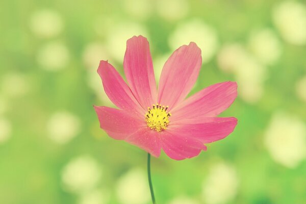 绿色背景上明亮的夏季花