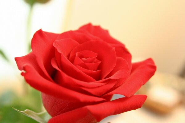 An amazing red rose beckons