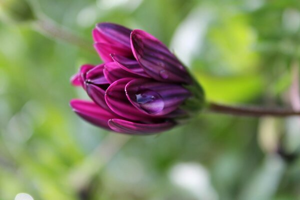 Eine lila Blume für ein geliebtes Mädchen