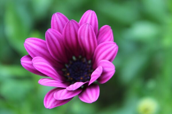 Flores em cores bonitas para o inverno