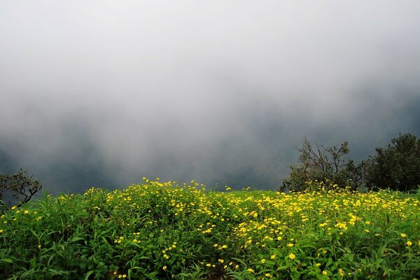 Landschaft der Natur von Blumen und Bäumen