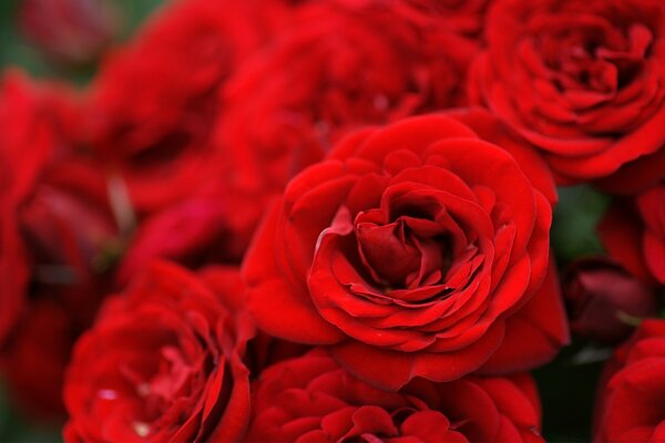 Amor y flores románticas